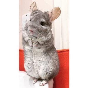 22 Chinchillas Who Are Too Cute For Words