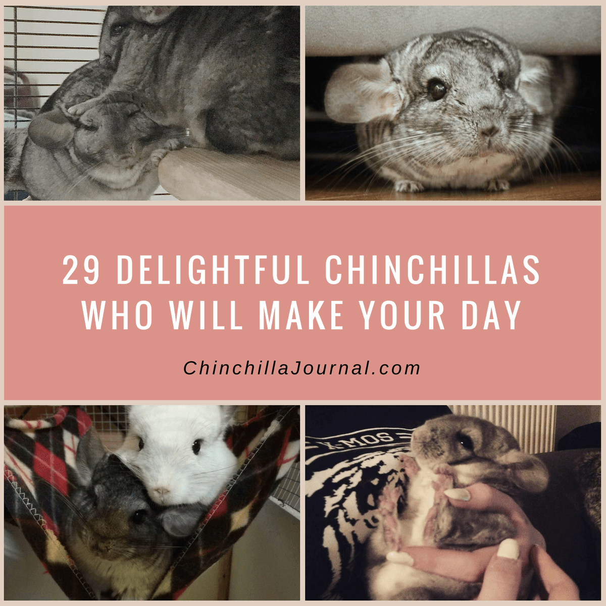 29 Delightful Chinchillas Who Will Make Your Day