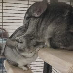 29 Delightful Chinchillas Who Will Make Your Day