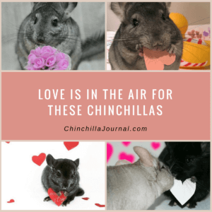 Love Is In The Air For These Chinchillas