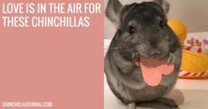 Love Is In The Air For These Chinchillas
