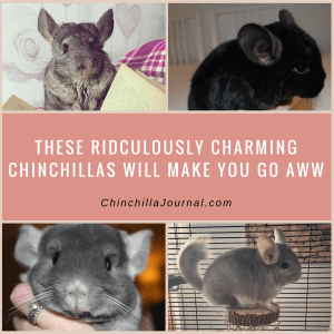 These Ridiculously Charming Chinchillas Will Make You Go Aww