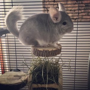 These Ridiculously Charming Chinchillas Will Make You Go Aww
