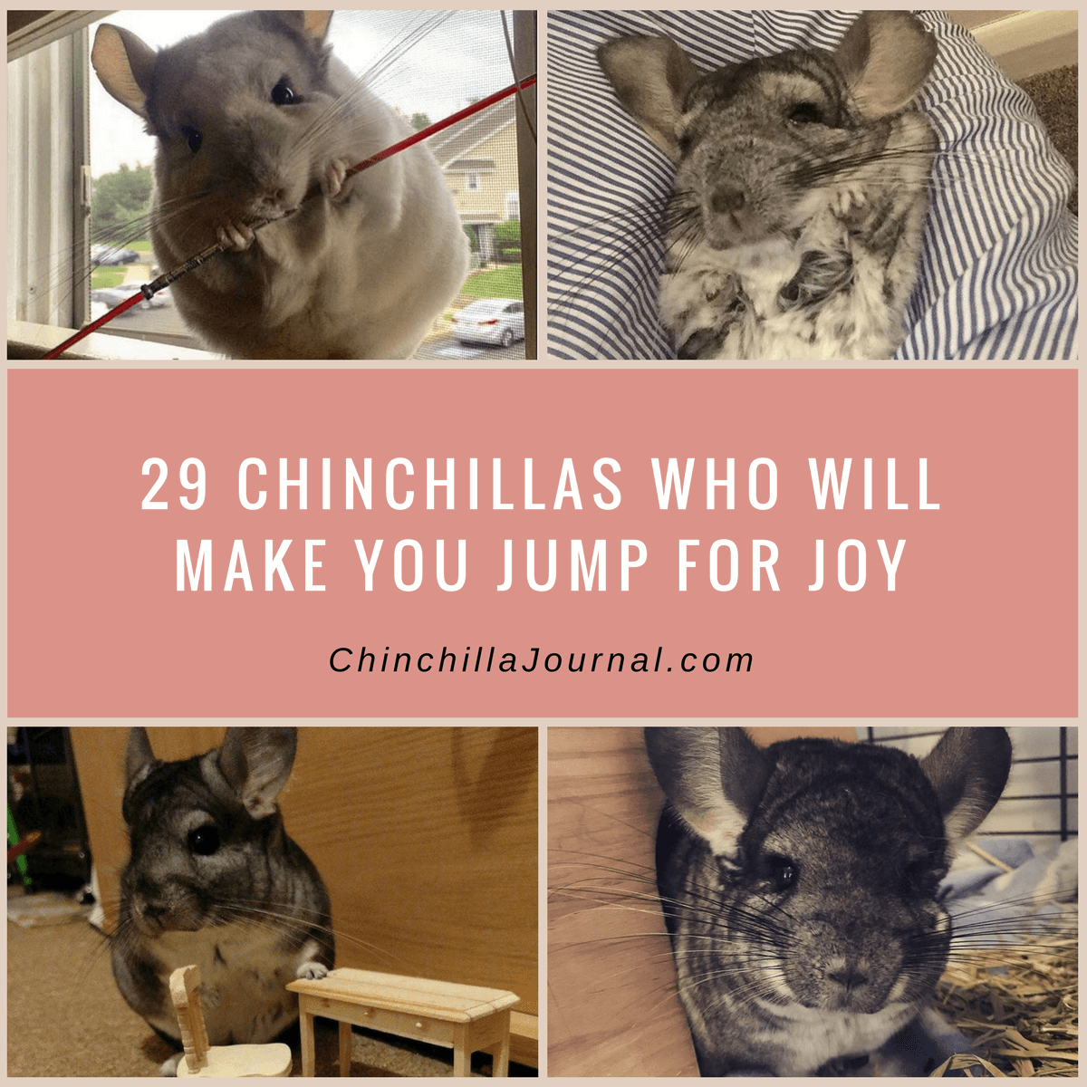 29 Chinchillas Who Will Make You Jump For Joy