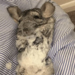 29 Chinchillas Who Will Make You Jump For Joy