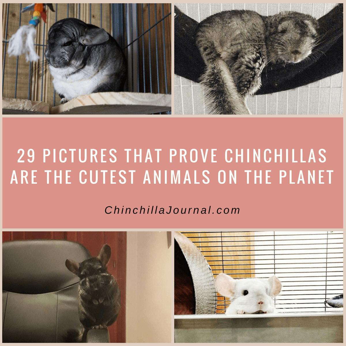 29 Pictures That Prove Chinchillas Are The Cutest Animals On The Planet
