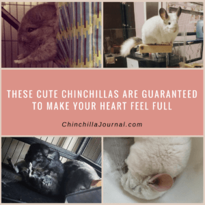 These Cute Chinchillas Are Guaranteed To Make Your Heart Feel Full
