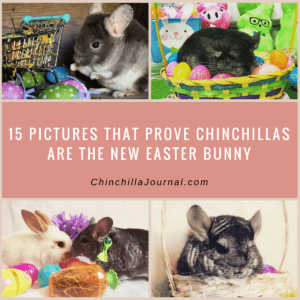 15 Pictures That Prove Chinchillas Are The New Easter Bunny