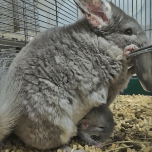 27 Chinchillas Who Are Excited To Be Alive