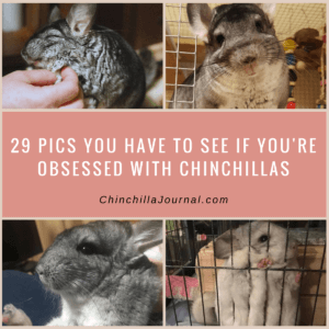 29 Pics You Have To See If You're Obsessed With Chinchillas
