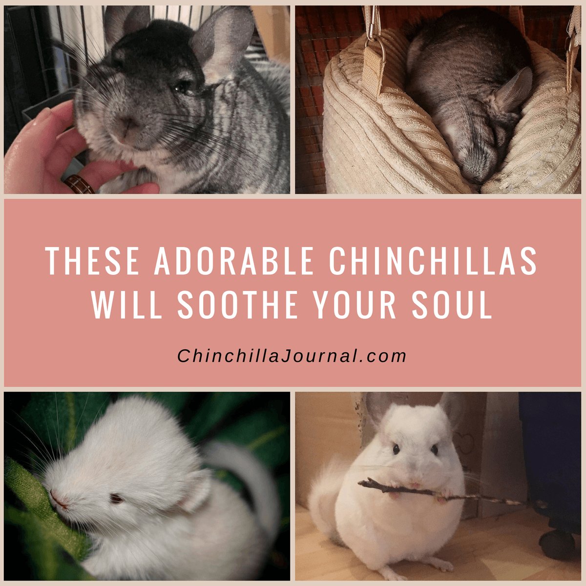 These Adorable Chinchillas Will Soothe Your Soul