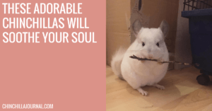 These Adorable Chinchillas Will Soothe Your Soul