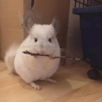 These Adorable Chinchillas Will Soothe Your Soul