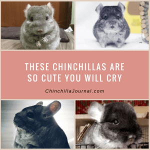 These Chinchillas Are So Cute You Will Cry