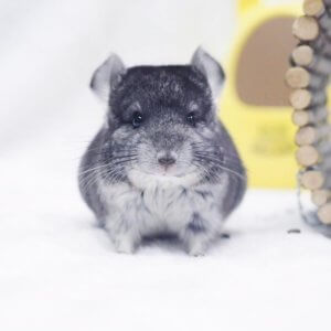 These Chinchillas Are So Cute You Will Cry