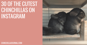 30 Of The Cutest Chinchillas On Instagram