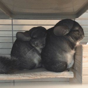 30 Of The Cutest Chinchillas On Instagram