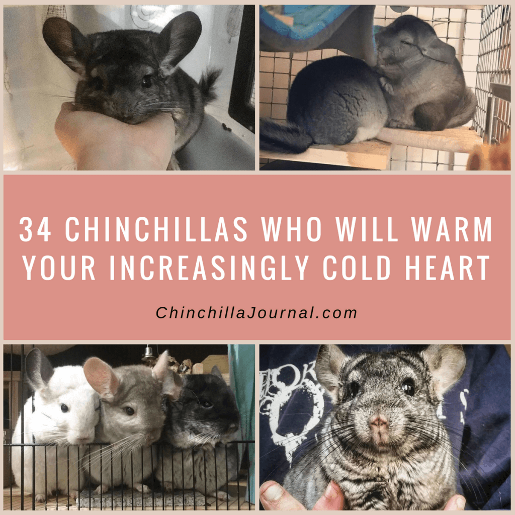 34 Chinchillas Who Will Warm Your Increasingly Cold Heart Chinchilla