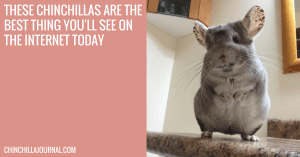 These Chinchillas Are The Best Thing You'll See On The Internet Today