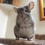 These Chinchillas Are The Best Thing You'll See On The Internet Today
