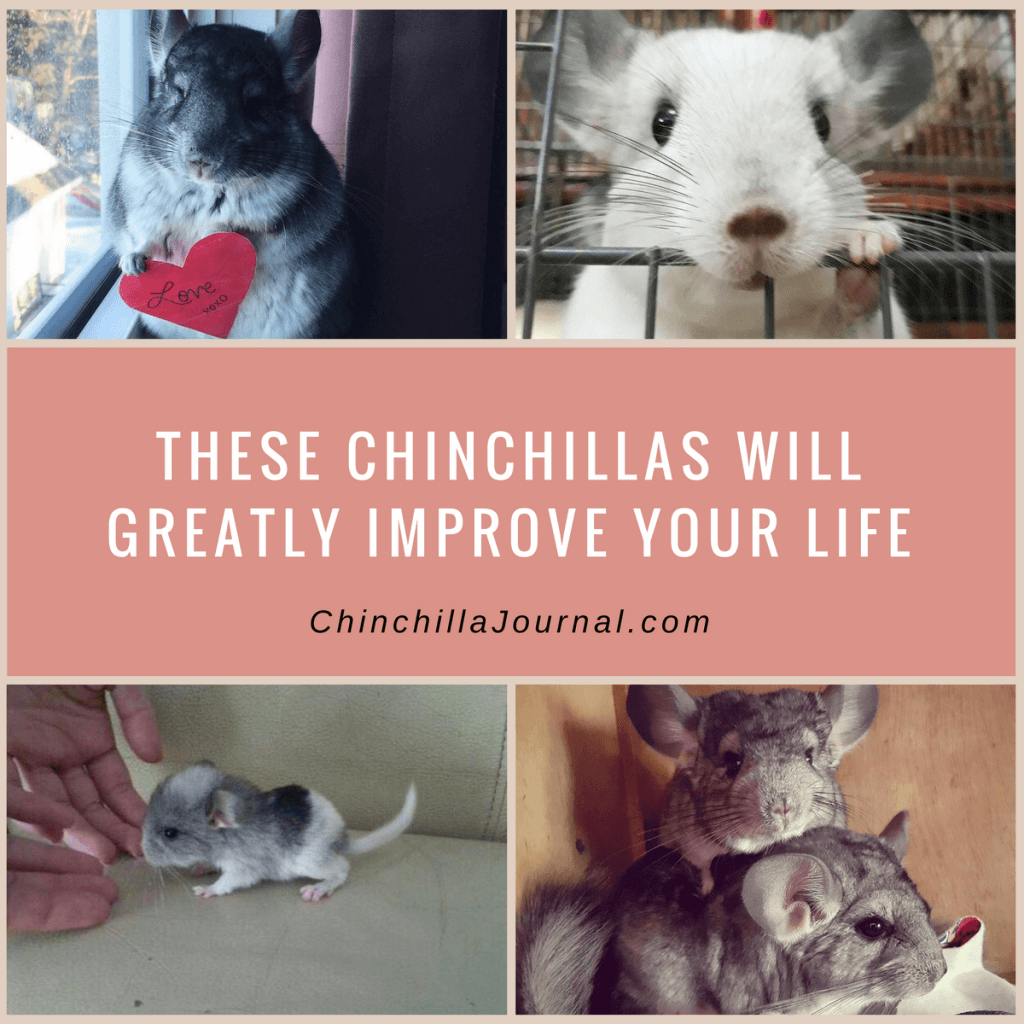 These Chinchillas Will Greatly Improve Your Life Chinchilla Journal