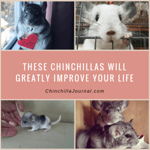 These Chinchillas Will Greatly Improve Your Life