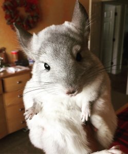 32 Chinchillas Who Are Literally Too Cute For Words