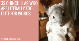 32 Chinchillas Who Are Literally Too Cute For Words