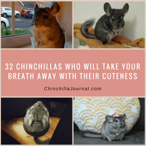 32 Chinchillas Who Will Take Your Breath Away With Their Cuteness