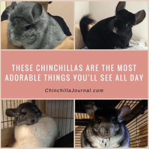These Chinchillas Are The Most Adorable Things You'll See All Day