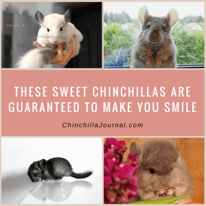 These Sweet Chinchillas Are Guaranteed To Make You Smile