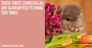These Sweet Chinchillas Are Guaranteed To Make You Smile