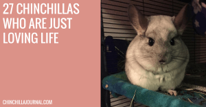 27 Chinchillas Who Are Just Loving Life