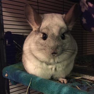 27 Chinchillas Who Are Just Loving Life