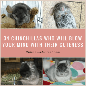 34 Chinchillas Who Will Blow Your Mind With Their Cuteness