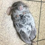 34 Chinchillas Who Will Blow Your Mind With Their Cuteness