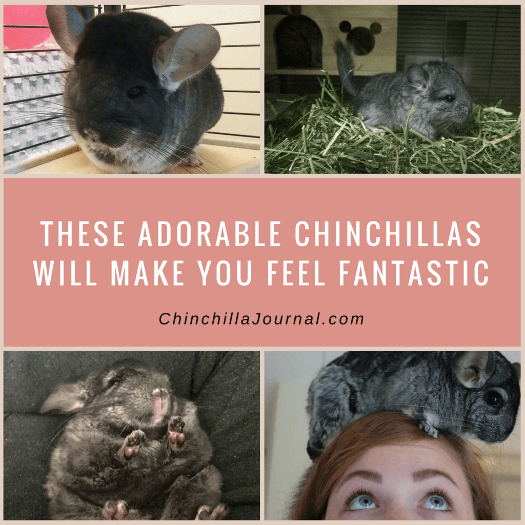 These Adorable Chinchillas Will Make You Feel Fantastic Chinchilla