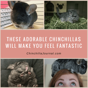 These Adorable Chinchillas Will Make You Feel Fantastic