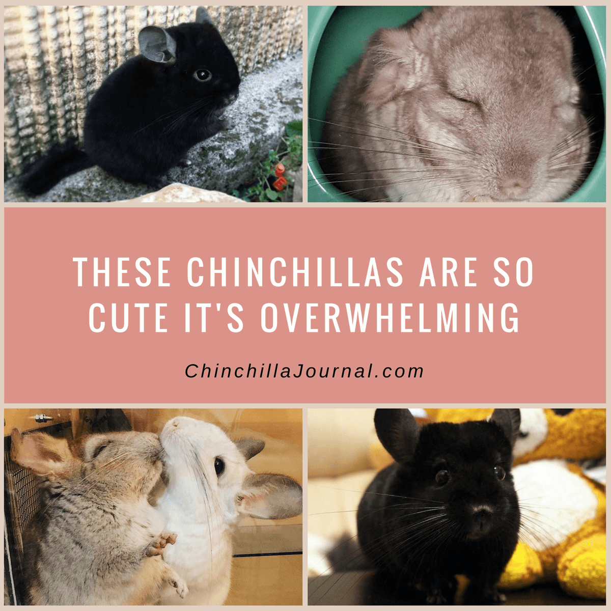 These Chinchillas Are So Cute It's Overwhelming