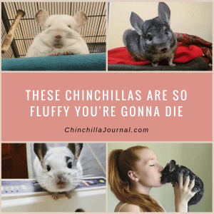 These Chinchillas Are So Fluffy You're Gonna Die