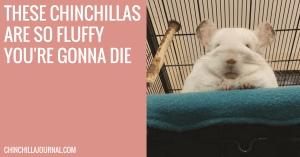 These Chinchillas Are So Fluffy You're Gonna Die