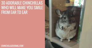 30 Adorable Chinchillas Who Will Make You Smile From Ear To Ear