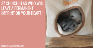 37 Chinchillas Who Will Leave A Permanent Imprint On Your Heart