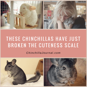 These Chinchillas Have Just Broke The Cuteness Scale