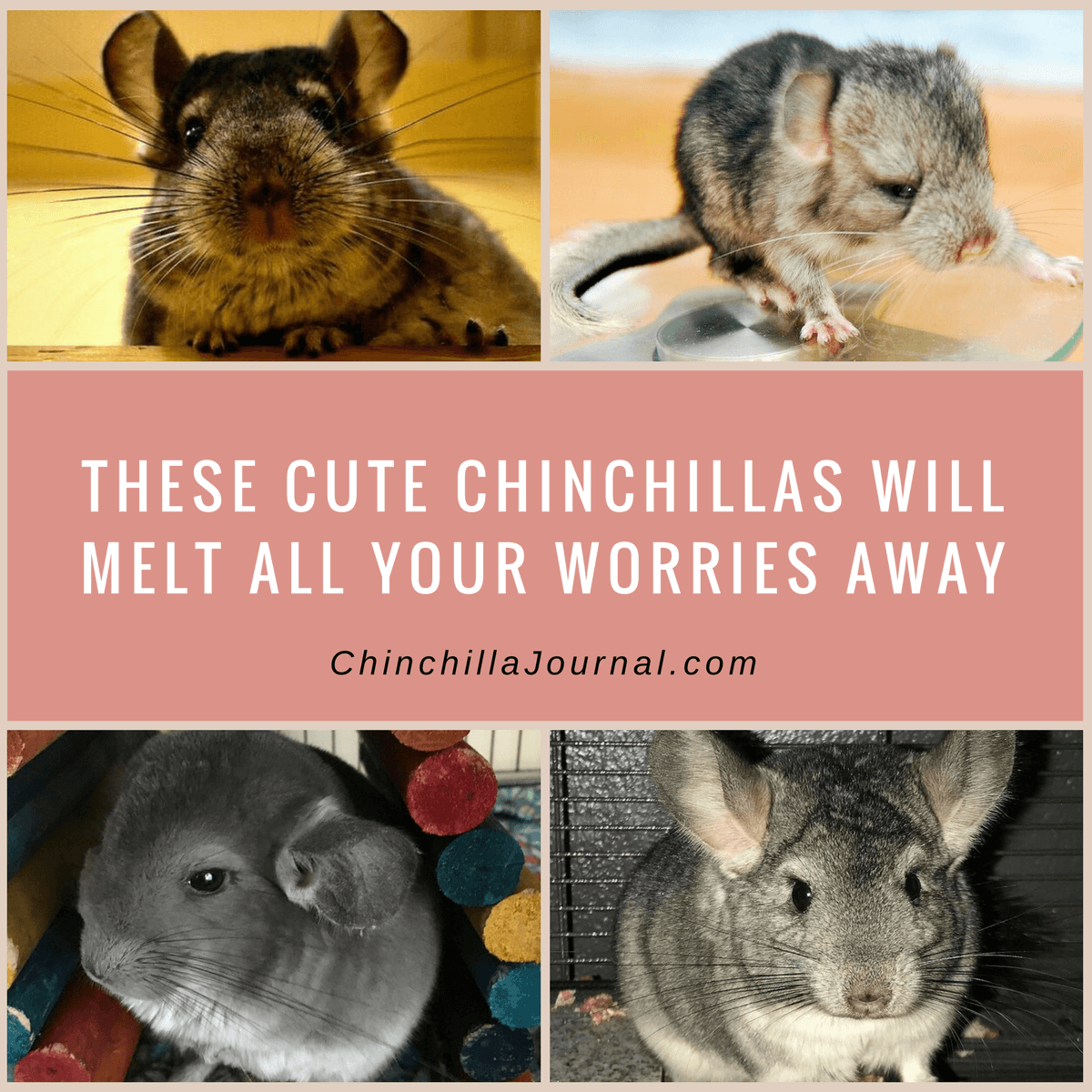 These Cute Chinchillas Will Melt All Your Worries Away