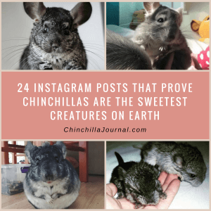 24 Instagram Posts That Prove Chinchillas Are The Sweetest Creatures On Earth