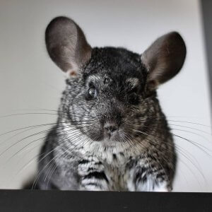 24 Instagram Posts That Prove Chinchillas Are The Sweetest Creatures On Earth
