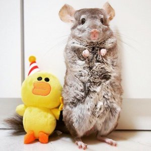 29 Chinchillas Who Will Make You Almost Too Happy