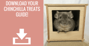 Download Your Free Chinchilla Treats Guide!