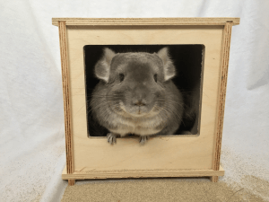 5 Treats Your Chinchilla Should Never Eat (And 10 Healthy Treats To Give Them Daily)